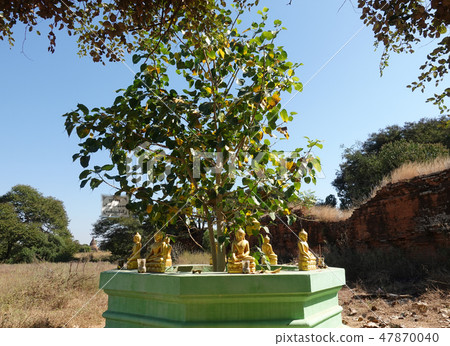 A golden little Buddha statue surrounding the Bodhi tree 47870040