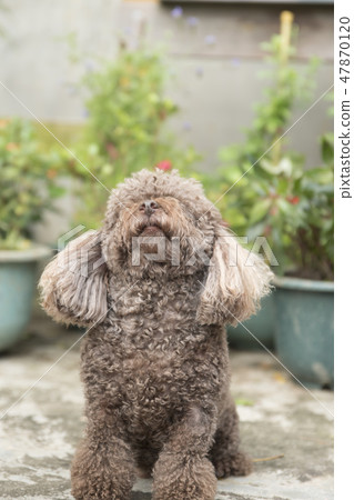 Poodle in the garden 47870120