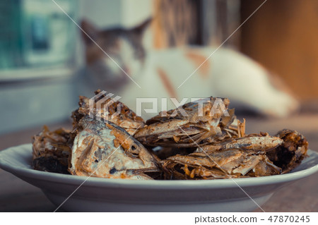 Sleeping cat watch deep Fried Fish Head. Sleeping cat watch deep Fried Fish Head. 47870245