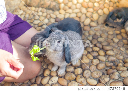 Women feeding food rabbit with a small vegetable Women feeding food rabbit with a small vegetable 47870246