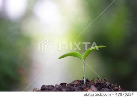 Young green plant growing 47870284