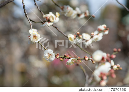 Spring has come Plum blossoms Spring has come Plum blossoms 47870868