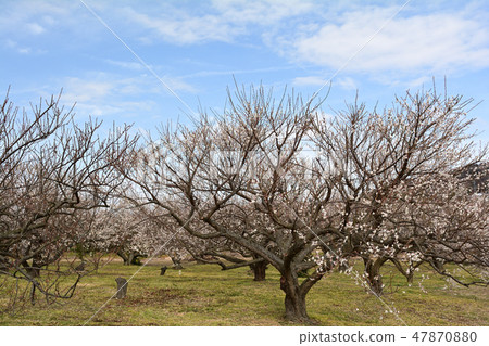 小田原/ Soga Bairin 47870880
