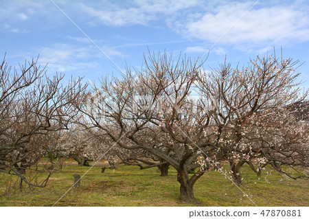 Odawara / Soga Bairin 47870881