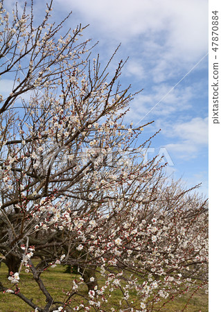 Odawara / Soga Bairin 47870884