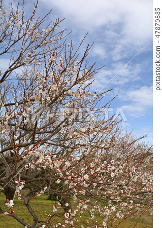 Odawara / Soga Bairin 47870885