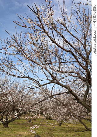 Odawara / Soga Bairin 47870886