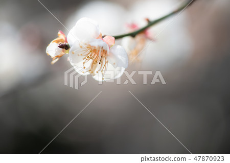 Spring has come Plum blossoms 47870923