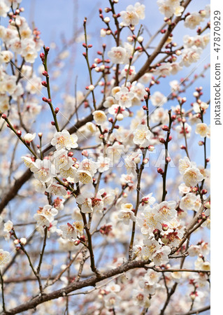 小田原/ Soga Bairin 47870929