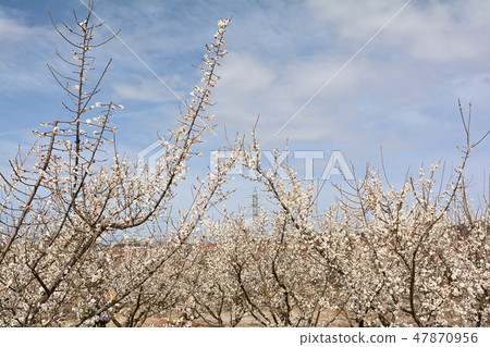 Odawara / Soga Bairin Odawara / Soga Bairin 47870956