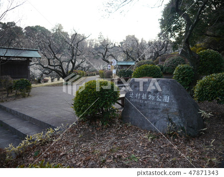Plums of Tsujimura Botanic Gardens 47871343