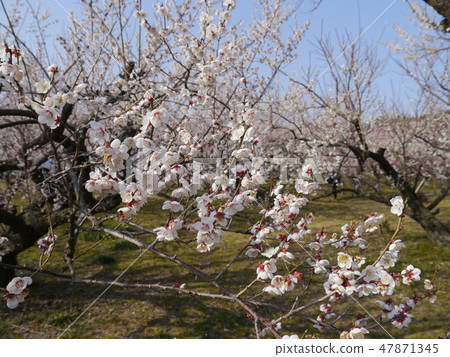 Soga Bairin（神奈川縣50個景點） 47871345