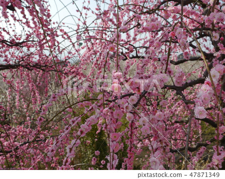 Soga Bairin (50 Kanagawa scenic spots) 47871349