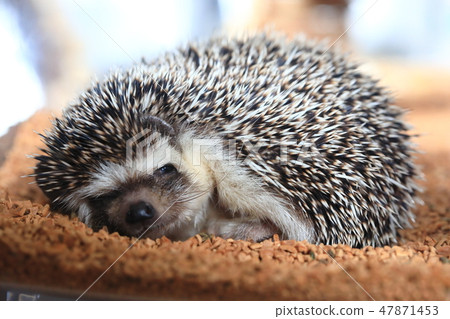 Hedgehog while sleeping Hedgehog while sleeping 47871453
