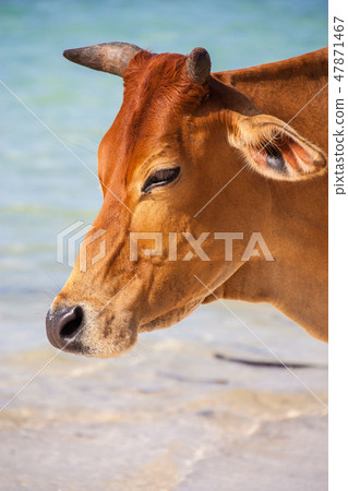 在海灘Mantanani海島婆羅洲的母牛 在海灘Mantanani海島婆羅洲的母牛 47871467