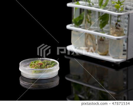 Petri dish with growing in vitro Sundew Petri dish with growing in vitro Sundew 47871534