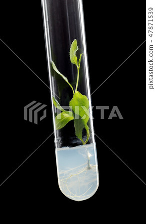 Tissue cultured plant 47871539