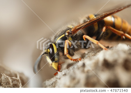 Paper wasp Paper wasp 47871540
