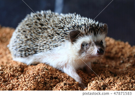 Hedgehog stroll 47871583