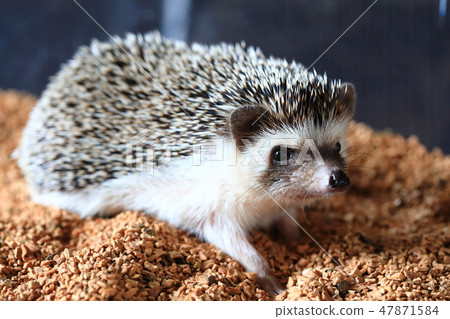 刺猬玩 刺猬玩 47871584