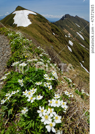 I wish for Tanigawa-dake from Hakusan Ichigei blooming Joetsu border ridgeline 47872685