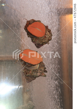 Sasae moving the aquarium Sasae moving the aquarium 47872946