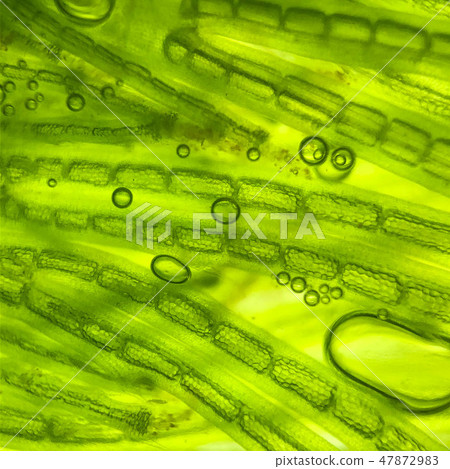 zoom micro organism algae cell 47872983