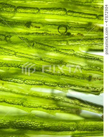 zoom micro organism algae cell 47872984