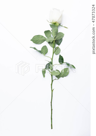 White roses on a white White roses on a white 47873324