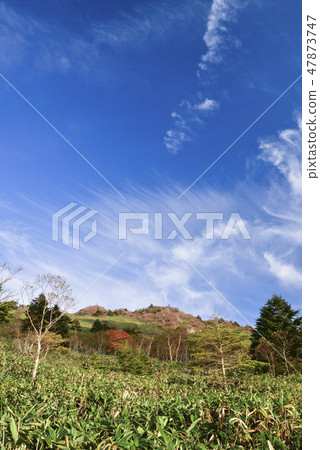 Look up at the bottle forest of autumn leaves 47873747