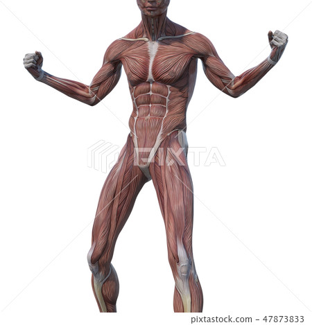 男性解剖學肌肉3DCG例證材料 男性解剖學肌肉3DCG例證材料 47873833