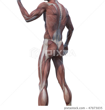 男性解剖學肌肉3DCG例證材料 男性解剖學肌肉3DCG例證材料 47873835