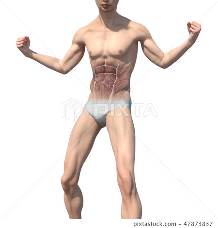 男性解剖學肌肉3DCG例證材料 男性解剖學肌肉3DCG例證材料 47873837
