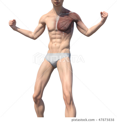 男性解剖學肌肉3DCG例證材料 男性解剖學肌肉3DCG例證材料 47873838