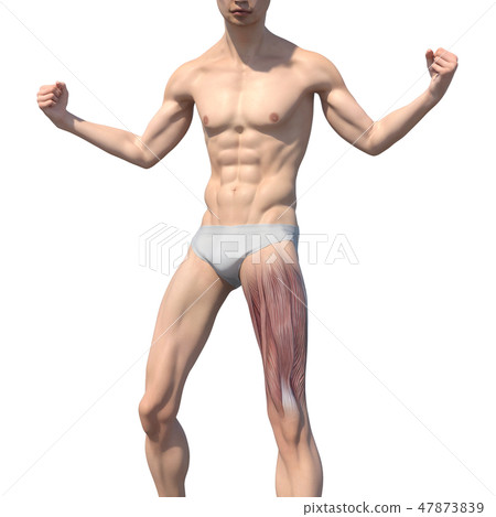 Male anatomy muscle 3DCG illustration material 47873839