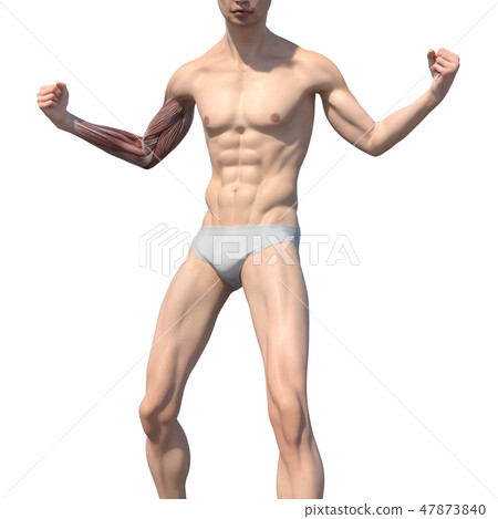 男性解剖學肌肉3DCG例證材料 男性解剖學肌肉3DCG例證材料 47873840