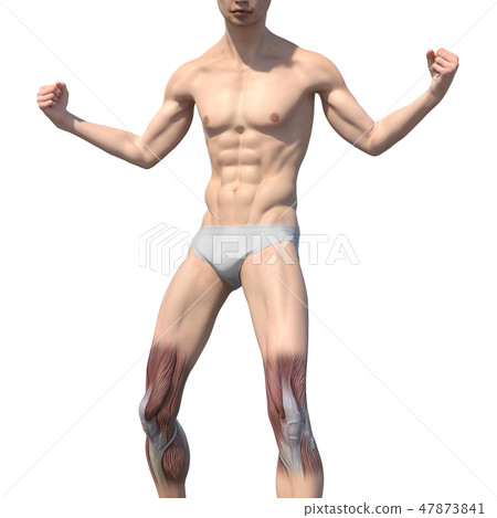 Male anatomy muscle 3DCG illustration material Male anatomy muscle 3DCG illustration material 47873841