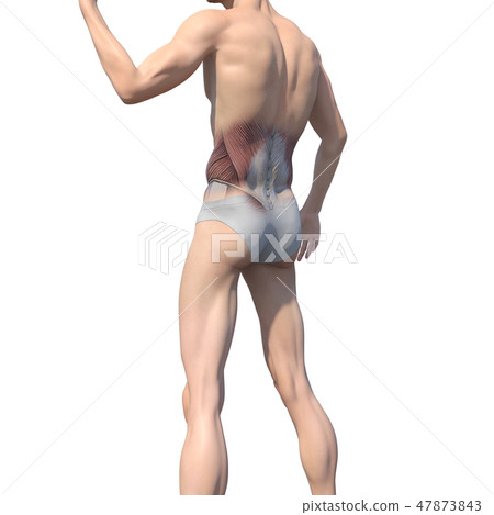 男性解剖學肌肉3DCG例證材料 男性解剖學肌肉3DCG例證材料 47873843
