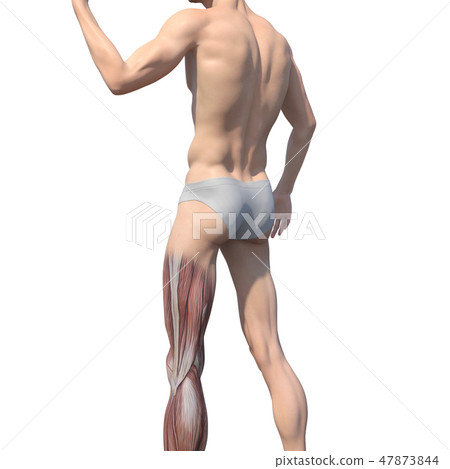 男性解剖學肌肉3DCG例證材料 男性解剖學肌肉3DCG例證材料 47873844