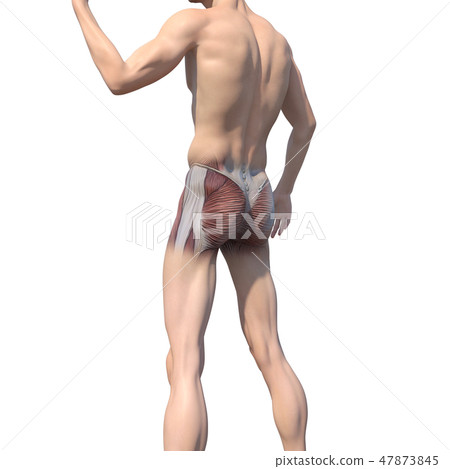 男性解剖學肌肉3DCG例證材料 男性解剖學肌肉3DCG例證材料 47873845