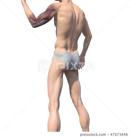 Male anatomy muscle 3DCG illustration material Male anatomy muscle 3DCG illustration material 47873846