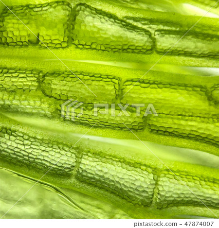 zoom micro organism algae cell 47874007