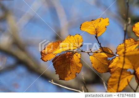 Cinnaman Saku的黃葉 47874683