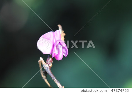 Fuji bean flowers 47874763