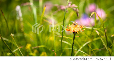 Bee collects nectar from flower crepis alpina Bee collects nectar from flower crepis alpina 47874821