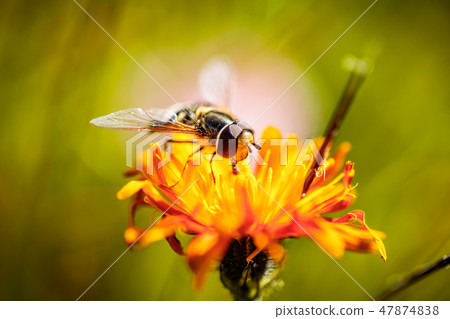 Bee collects nectar from flower crepis alpina 47874838