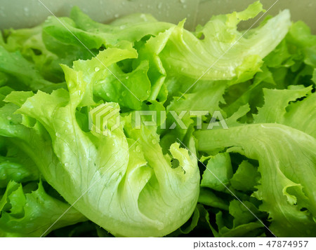 Fresh green oak lettuce vegetable with water drop. 47874957