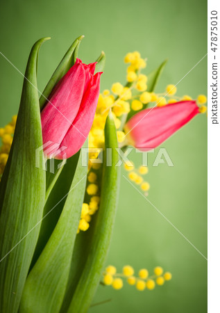 Spring bouquet with red tulip and mimosa Spring bouquet with red tulip and mimosa 47875010