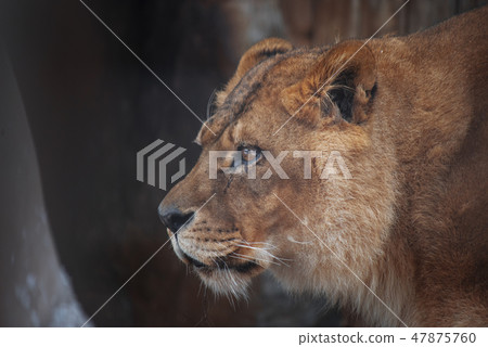 Closeup of a lion 47875760