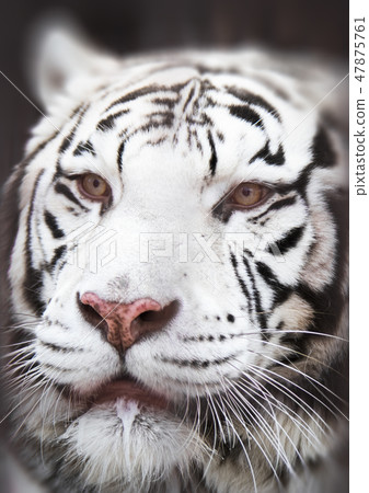 Close-up of a white tiger. 47875761